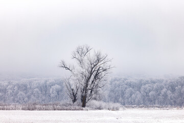 Frosty Morning