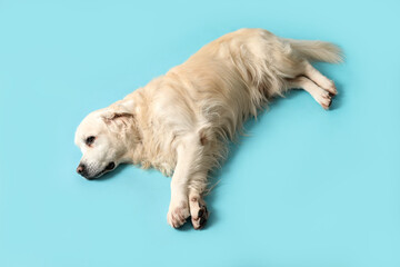 Adorable golden retriever on blue background