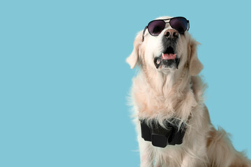 Adorable golden retriever with photo camera and sunglasses on blue background