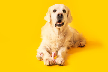 Adorable golden retriever with toy on yellow background