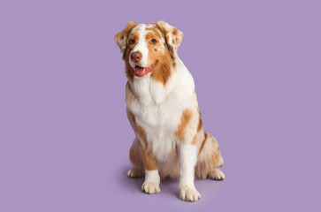 Cute Australian Shepherd dog on lilac background