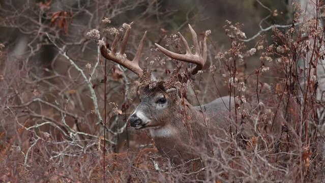 A large white tailed deer buck during the rut