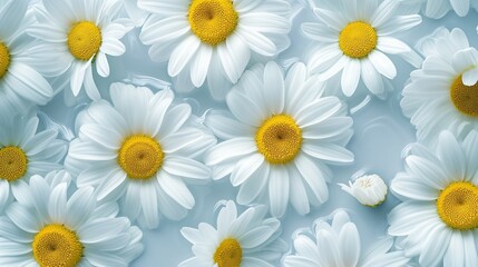 Fototapeta premium Seamless spring pattern of Daisy flowers. Spring awakening concept.