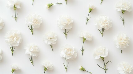 White delicate carnation flowers on white background.  Minimal floral composition. Spring awakening concept. - obrazy, fototapety, plakaty