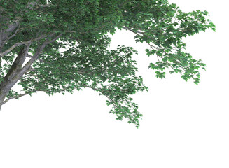 Various types of tree branch plants bushes shrub and and small plants isolated	
