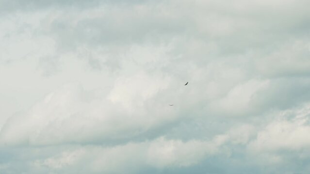 Two hawks freely flying high in the sky on a cloudy overcast day circling each other looking for prey