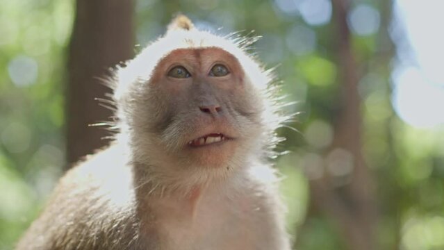 Balinese monkey enjoying the sund while sowing off food to the camera.
