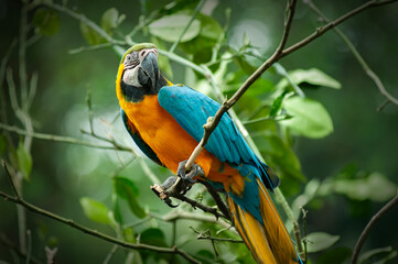 colorful scarlet macaw bird © Bangmunce
