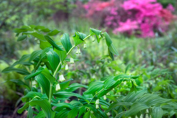 White Polygonatum, or King Solomon's seal in flower in spring