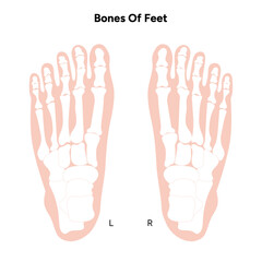 Healthy bones of feet