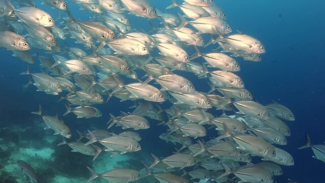 Seascape with silver fish schooling in coral reef of the sea.