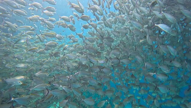 Seascape with silver fish schooling in coral reef of the sea.