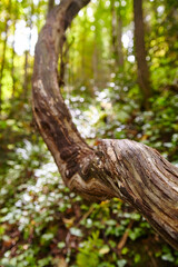 Gnarled Tree Branch Texture and Forest Light Play, Close-Up Perspective