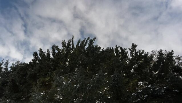 Movement Of Clouds Over A Conifer Tree, Landscape Timelapse Scene