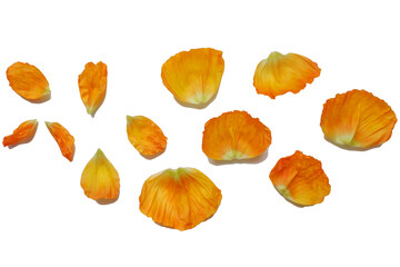 Beautiful vivid yellow petals of poppy flower.
colorful petals png for design elements. 