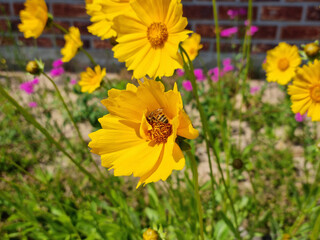 Golden-Wave flower on nature background