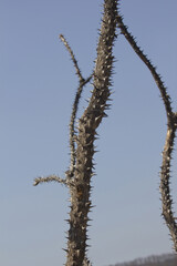 close up Kalopanax septemlobus branch with prickle.
