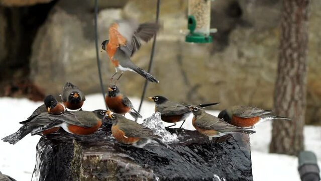 Slow motion of a plethora of robins in a bird bath and flying