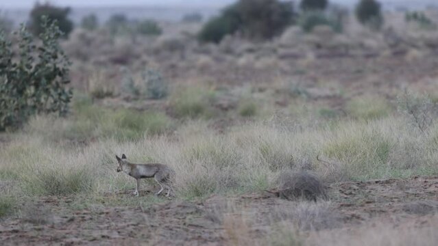 Desert Fox, Vulpes vulpes pusilla, fox, desert animal, Desert National Park, Jaisalmer, Rajasthan, India