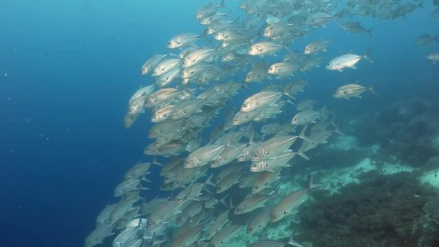 Seascape with silver fish schooling in coral reef of the sea.