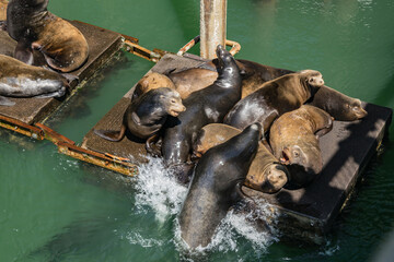 Sea Lions on the Pier
