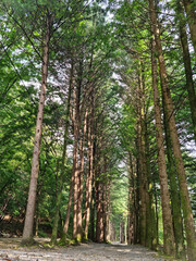 It is a road lined with trees.