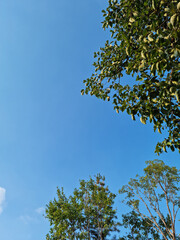 
It is a tree with blue skies and lush green leaves.