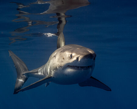 Young Great White Shark Head On in Clear Blue Water 