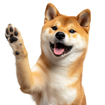 Shiba inu giving high five isolated on Transparent Background.