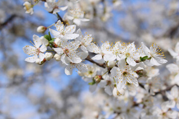 cherry blossom in spring