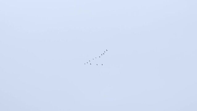 Geese birds flying in the v formation pattern to conserve energy