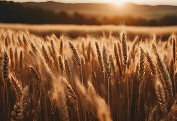 sun reflecting in an outdoor golden barley field at sunrise time