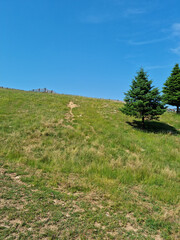 Grass hills and fir trees.