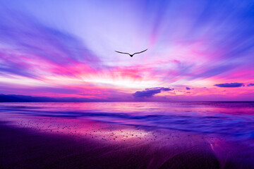 Bird Flying Beach Sunrise Freedom Inspiration Divine Sun Ray Sunset Colors
