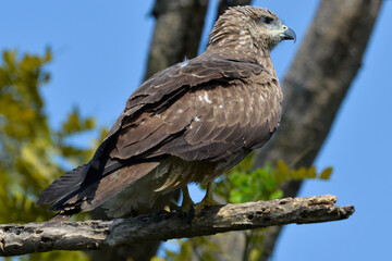 A Tawny Eagle perched on a tree branch