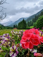 Flowers in mountains, Austria, Alps