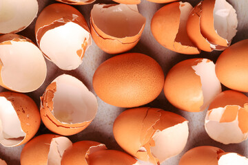 Macro photography of a healthy egg among many eggshells. Food concept.