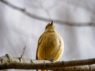 かわいいジョウビタキのメス