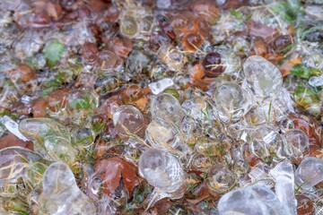 落ち葉の上にできたカラフルな氷の芸術作品