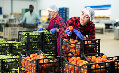 European young woman looking at ripe tomatoes, checking quality of vegetables in warehouse.