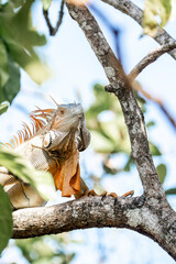 iguana on branch