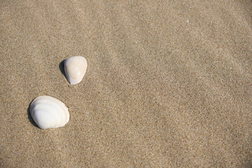 Fototapeta na wymiar 砂浜の風紋と並んだ貝殻