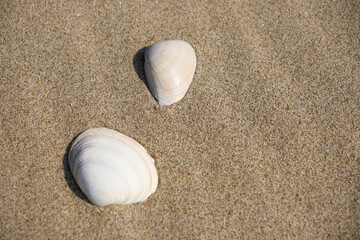 Fototapeta na wymiar 砂浜に並べた貝殻