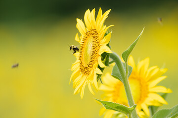 Bright Yellow Sunflower in a field