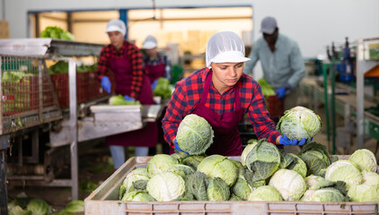 Young woman farmer working at a vegetable depot carefully inspects cabbage from crates