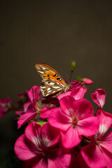 beautiful and colorful butterfly on a flowering plant