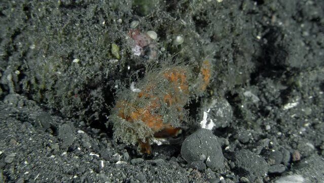 A small red spotted hairy fish frog walks slowly along the rocky bottom of the tropical sea.