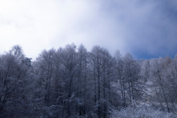 Obraz na płótnie Canvas 雪の積もった木