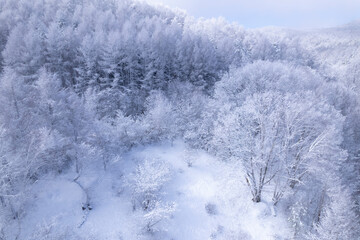 Fototapeta na wymiar 雪の積もった木