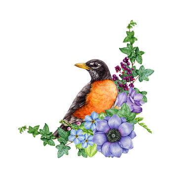 Robin bird with garden flowers decor. Watercolor illustration. Hand painted robin with anemone, freesia, ivy, privet element decoration. Bird with springtime garden floral decor. White background